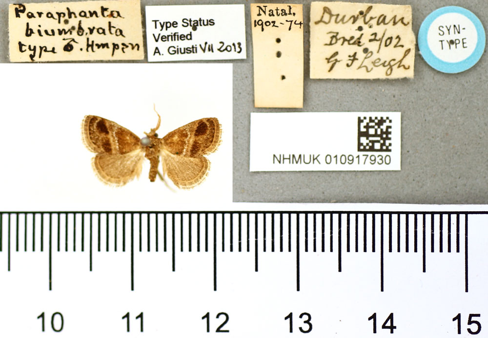 /filer/webapps/moths/media/images/B/biumbrata_Paryphanta_ST_BMNH.jpg