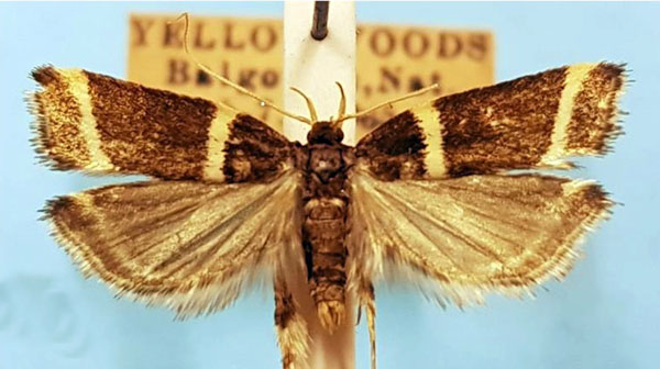 /filer/webapps/moths/media/images/B/bivia_Idiopteryx_AM_TMSA.jpg
