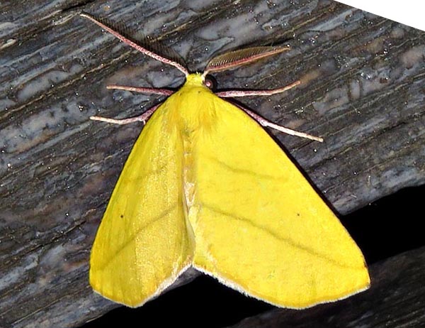 /filer/webapps/moths/media/images/B/biviaria_Drepanogynis_A_Braun_01.jpg
