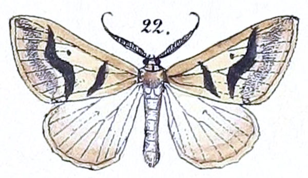 /filer/webapps/moths/media/images/B/bivirgata_Fidonia_HT_Felder_1875_129-22.jpg