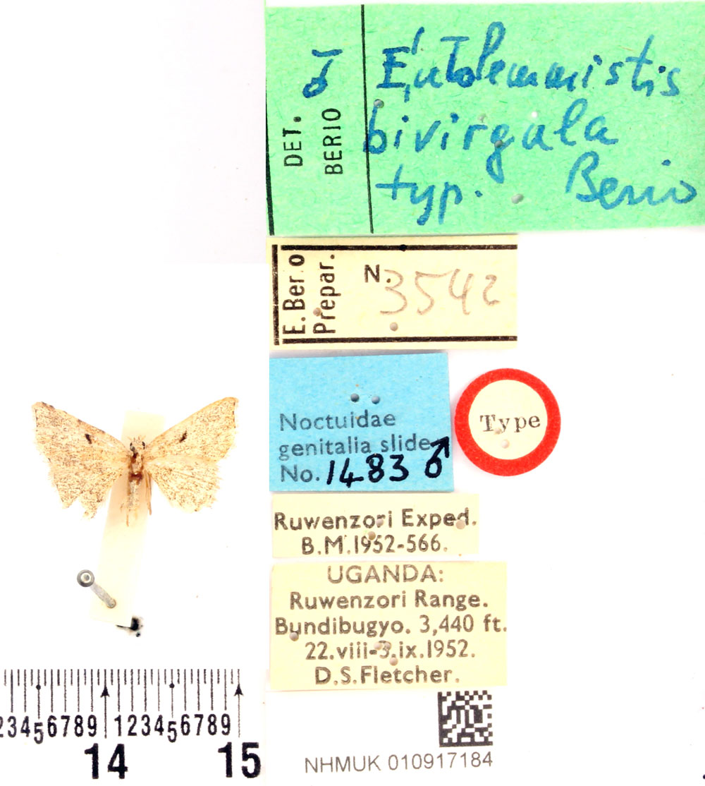 /filer/webapps/moths/media/images/B/bivirgula_Eublemmistis_HT_BMNH.jpg