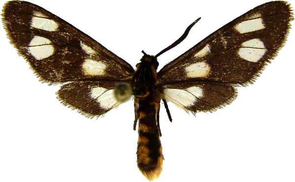 /filer/webapps/moths/media/images/B/bivittata_Ceryx_AM_MCJM.jpg