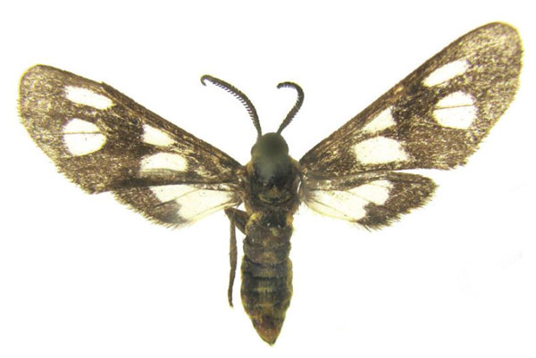 /filer/webapps/moths/media/images/B/bivittata_Ceryx_AM_deFreina.jpg