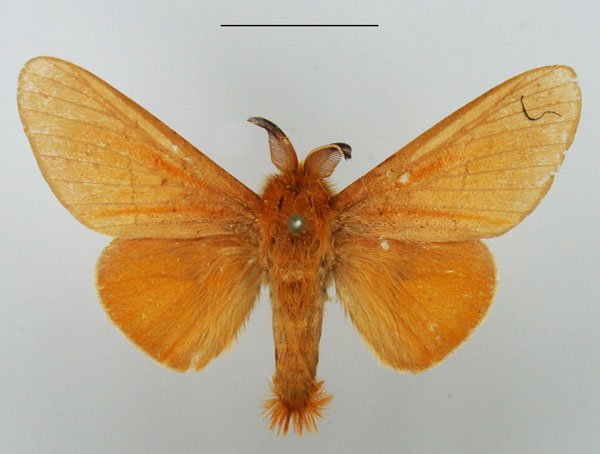 /filer/webapps/moths/media/images/B/bivittata_Chrysopsyche_AM_TMSA.jpg