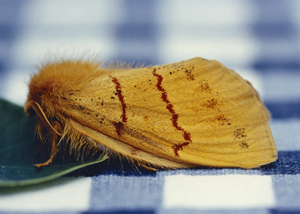 /filer/webapps/moths/media/images/B/bivittata_Chrysopsyche_A_Roland_01.jpg