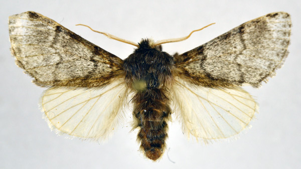 /filer/webapps/moths/media/images/B/bivittata_Epicerura_AM_NHMO.jpg