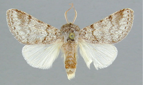 /filer/webapps/moths/media/images/B/bivittata_Epicerura_A_RMCA.jpg