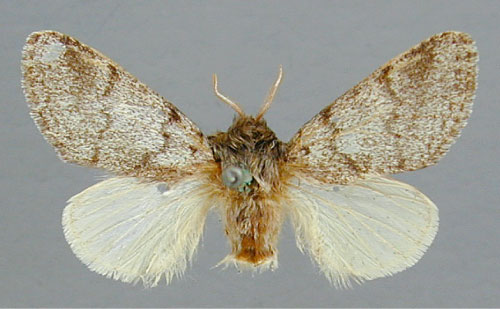 /filer/webapps/moths/media/images/B/bivittata_Epicerura_HT_RMCA.jpg