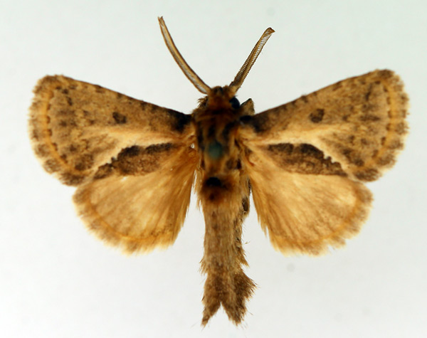 /filer/webapps/moths/media/images/B/bivittata_Marshalliana_AM_TMSA_02.jpg