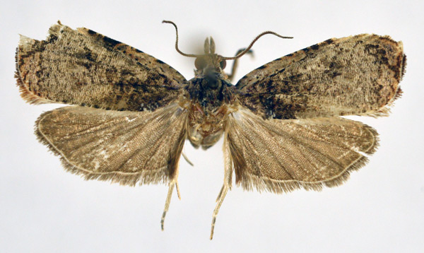 /filer/webapps/moths/media/images/B/bjoernstadi_Geita_HT_NHMO.jpg