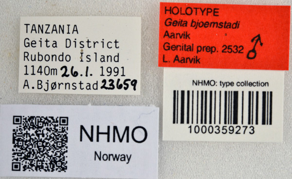 /filer/webapps/moths/media/images/B/bjoernstadi_Geita_HT_NHMOl.jpg