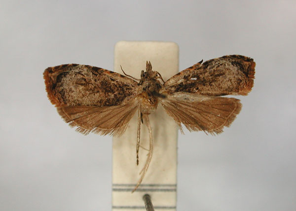 /filer/webapps/moths/media/images/B/bjoernstadi_Geita_PT_RMCA_01.jpg