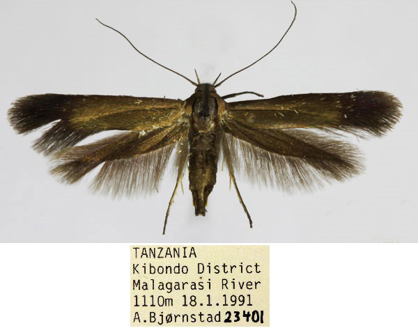 /filer/webapps/moths/media/images/B/bjoernstadi_Scythris_HT_NHMO_S4CMTm4.jpg