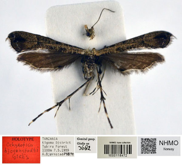 /filer/webapps/moths/media/images/B/bjoernstadti_Ochyrotica_HT_NHMO.jpg