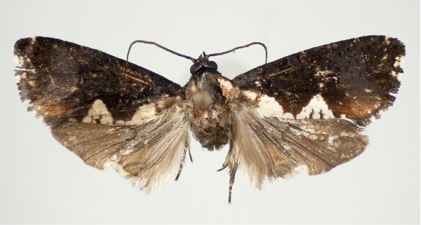 /filer/webapps/moths/media/images/B/bjornstadi_Dracontogena_AM_KSund_01.jpg