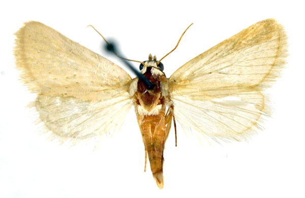 /filer/webapps/moths/media/images/B/blanca_Eublemma_A_NHMO.jpg