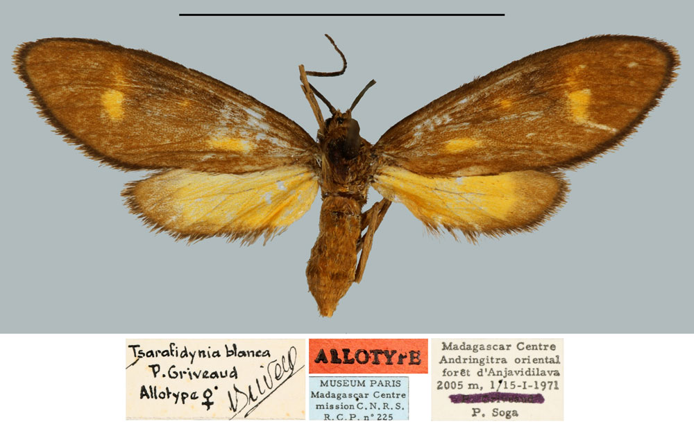 /filer/webapps/moths/media/images/B/blanci_Tsarafidynia_AT_MNHN.jpg