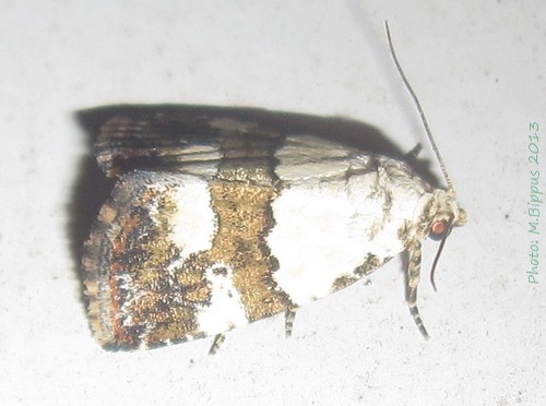 /filer/webapps/moths/media/images/B/blandula_Lithacodia_A_Bippus_01.jpg