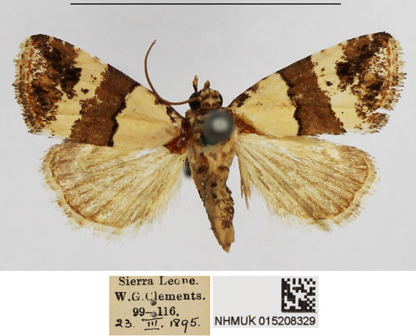 /filer/webapps/moths/media/images/B/blandula_Maliattha_AM_NHMUK.jpg