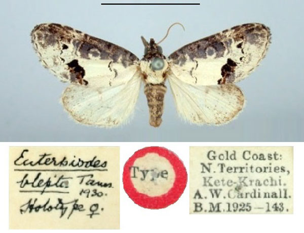 /filer/webapps/moths/media/images/B/blepta_Euterpiodes_HT_BMNH.jpg