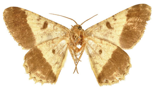 /filer/webapps/moths/media/images/B/boarmiaria_Hypochroma_LT_BMNHb.jpg