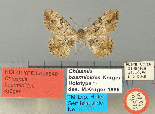 /filer/webapps/moths/media/images/B/boarmioides_Chiasmia_HT_TMSA.jpg