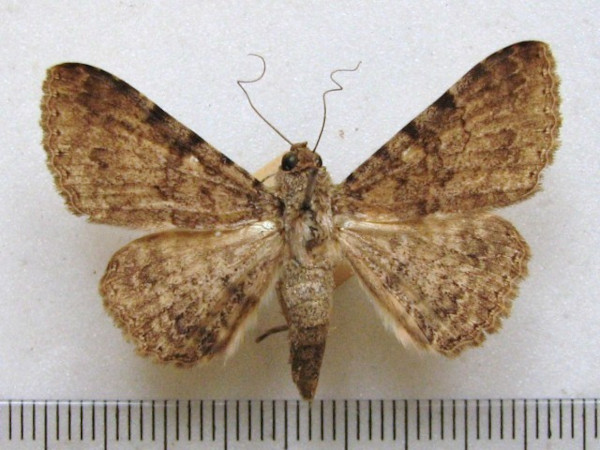 /filer/webapps/moths/media/images/B/boarmoides_Polydesma_A_MMUM_02.jpg