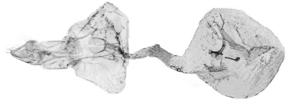 /filer/webapps/moths/media/images/B/boavistae_Fulcrifera_GFPT_Bassi.jpg