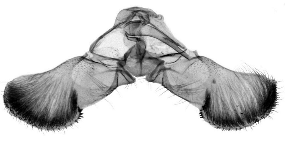 /filer/webapps/moths/media/images/B/boavistae_Fulcrifera_GMPT_Bassi.jpg
