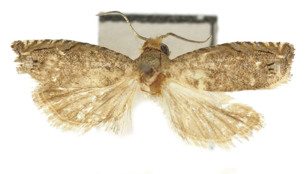 /filer/webapps/moths/media/images/B/boavistae_Fulcrifera_HT_Bassi.jpg