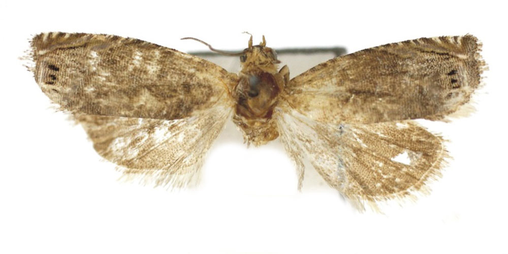 /filer/webapps/moths/media/images/B/boavistae_Fulcrifera_PTM_Bassi.jpg