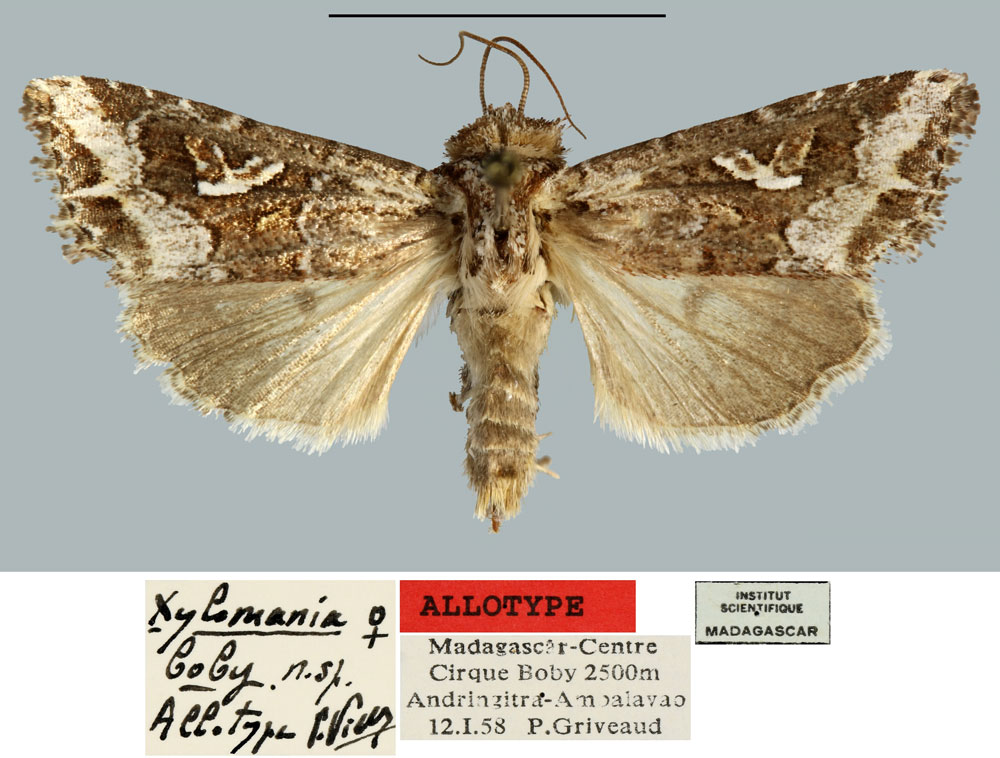 /filer/webapps/moths/media/images/B/boby_Xylomania_AT_MNHN.jpg