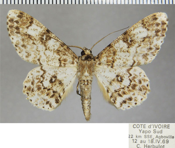 /filer/webapps/moths/media/images/B/boetschi_Cleora_AF_ZSMa.jpg