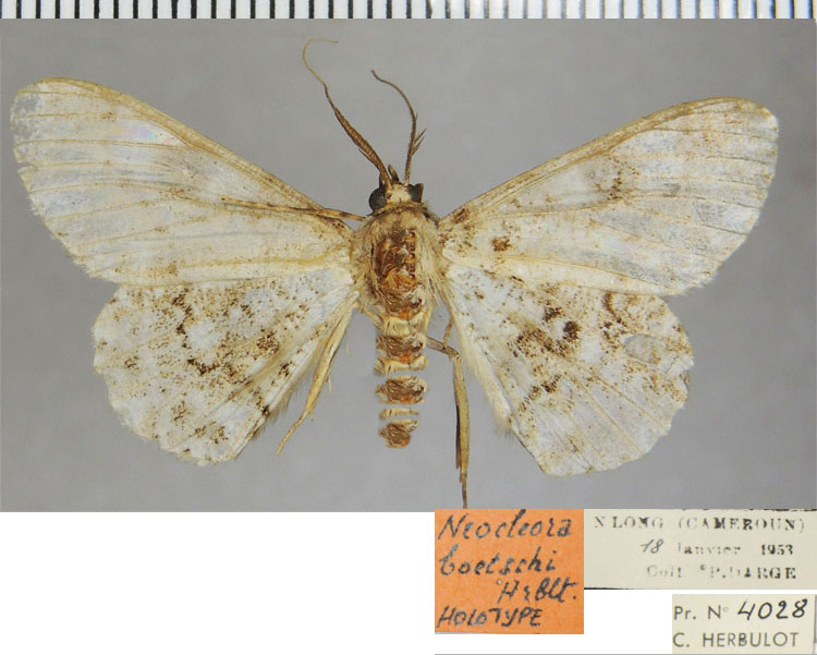 /filer/webapps/moths/media/images/B/boetschi_Neocleora_HT_ZSM.jpg