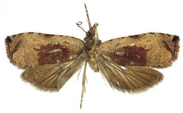 /filer/webapps/moths/media/images/B/bohatolae_Eccopsis_HT_RMCA.jpg