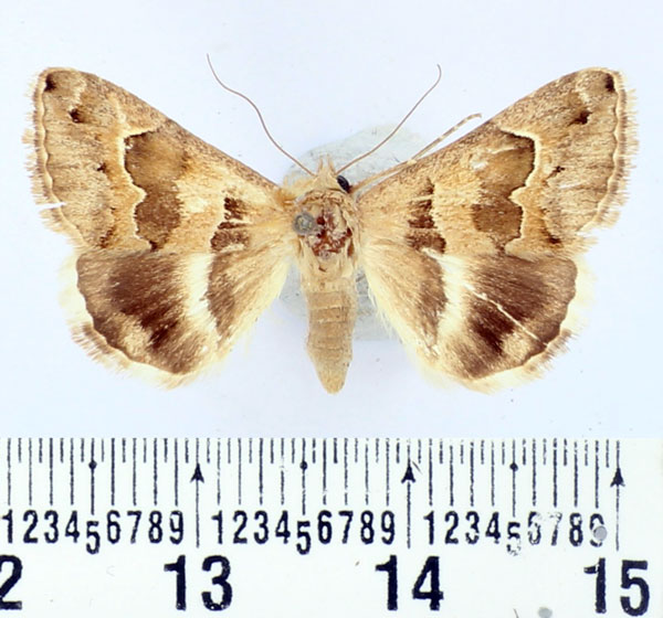 /filer/webapps/moths/media/images/B/boisdeffrii_Grammodes_AF_BMNH.jpg