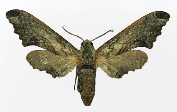 /filer/webapps/moths/media/images/B/boisduvali_Oplerclanis_AF_Basquin.jpg