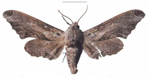 /filer/webapps/moths/media/images/B/boisduvali_Oplerclanis_AF_EMEMa.jpg