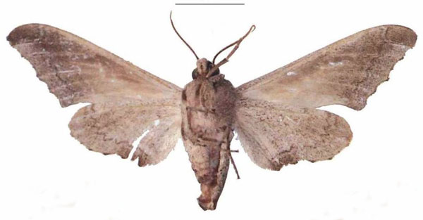 /filer/webapps/moths/media/images/B/boisduvali_Oplerclanis_AF_EMEMb.jpg