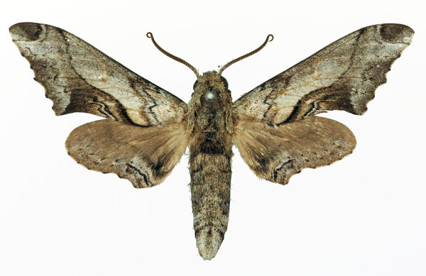 /filer/webapps/moths/media/images/B/boisduvali_Oplerclanis_AM_Basquin.jpg