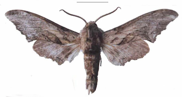/filer/webapps/moths/media/images/B/boisduvali_Oplerclanis_AM_EMEMa.jpg