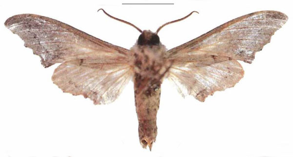 /filer/webapps/moths/media/images/B/boisduvali_Oplerclanis_AM_EMEMb.jpg