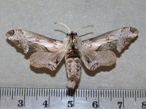 /filer/webapps/moths/media/images/B/boisduvali_Oplerclanis_A_Goff_01.jpg