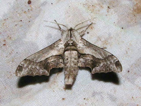 /filer/webapps/moths/media/images/B/boisduvali_Oplerclanis_A_Goff_02.jpg