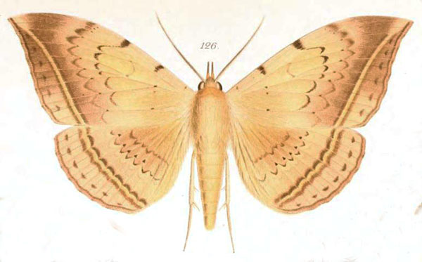 /filer/webapps/moths/media/images/B/boisei_Hypopyra_HT_Saalmuller_126.jpg