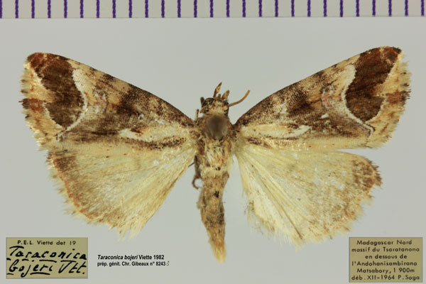 /filer/webapps/moths/media/images/B/bojeri_Taraconica_AM_MNHN.jpg
