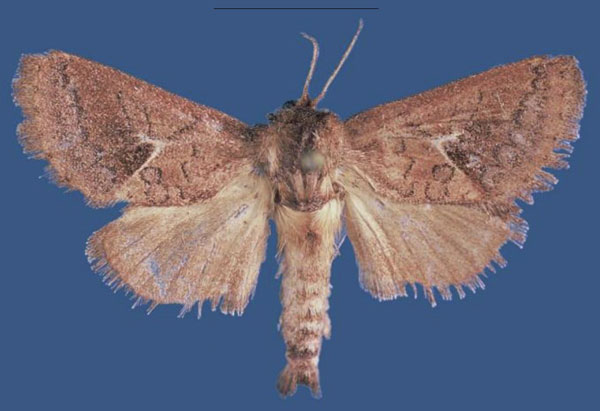 /filer/webapps/moths/media/images/B/bokatolaensis_Kayamuhakaia_HT_RMCA.jpg