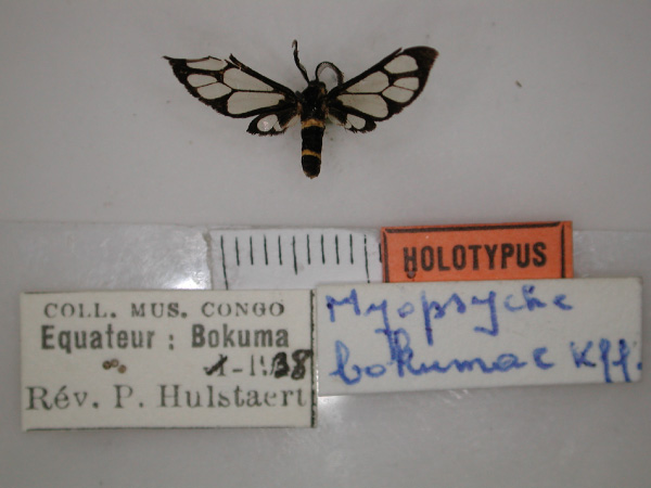 /filer/webapps/moths/media/images/B/bokumae_Myopsyche_HT_RMCA_01.jpg