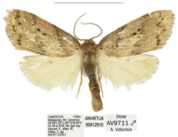 /filer/webapps/moths/media/images/B/bokwaongo_Spatulosia_HT_ANHRT.jpg