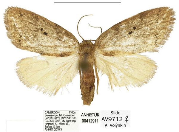 /filer/webapps/moths/media/images/B/bokwaongo_Spatulosia_PTF_ANHRT_01.jpg